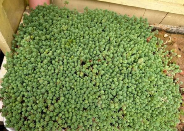 媳妇掐根多肉扔花盆,不管不问长爆盆,看来多肉还要穷养!_手机搜狐网