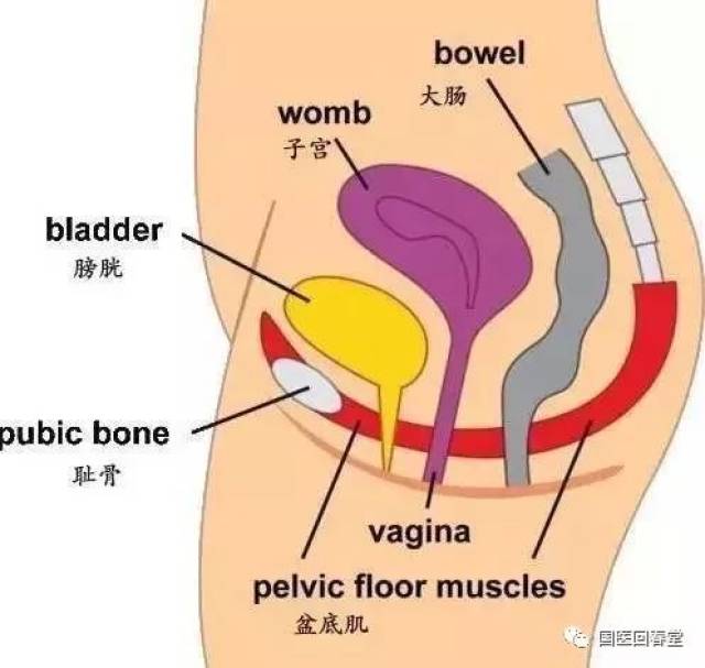 史上最全的骨盆終極詳解(三):帶您深入瞭解身體中最重要的構造