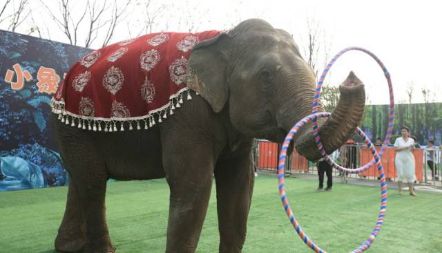 康桥香溪里丨"小象班尼"世界巡演郑东行,温柔绽放