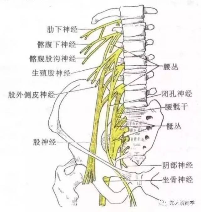 hammer ( 1998年)阐释了作用于髂腰肌及其相邻区域以减少神经压迫