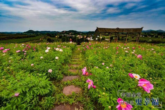 广兴芍药花基地图片