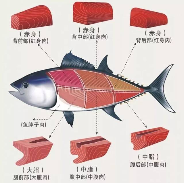 【会员福利】500多斤蓝鳍金枪鱼来啦!还能免费吃免费玩?