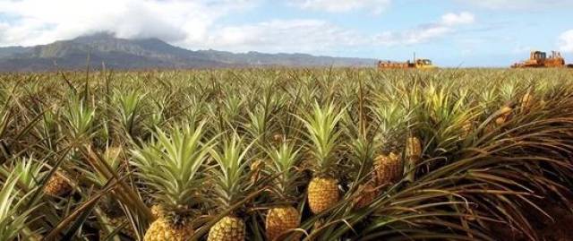 凤梨就是菠萝,菠萝"扎嘴"泡盐水一点用都没有