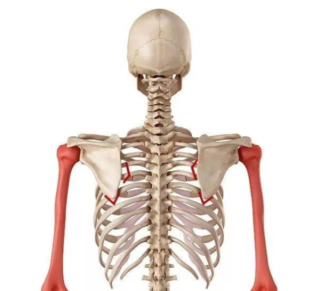 肱骨的位置图图片