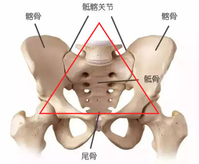 盆骨位置图图片