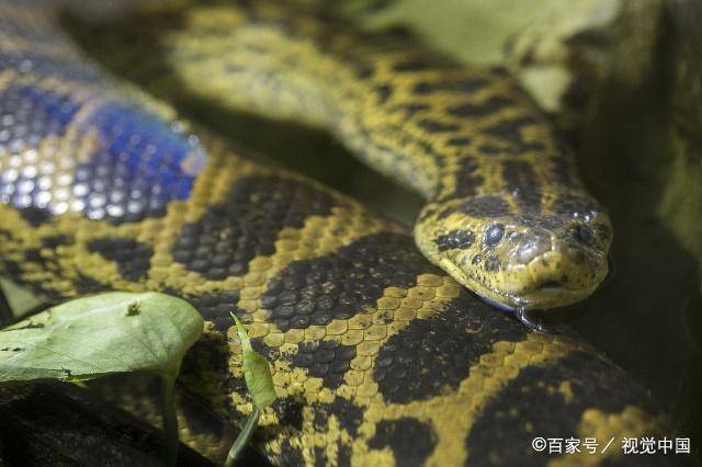 蟒蛇到底有没有脚?发抖冷知识_手机搜狐网