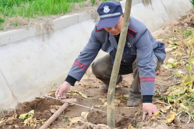 【青创园】春天里 青创园人植树忙