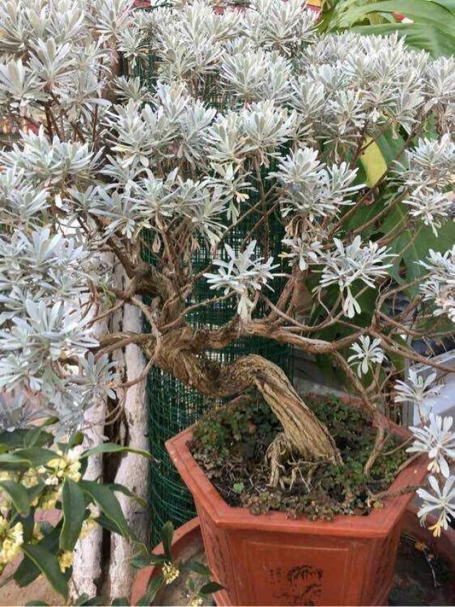 雪艾盆景,叶色似雪很少见过,家里有一盆价值不菲!