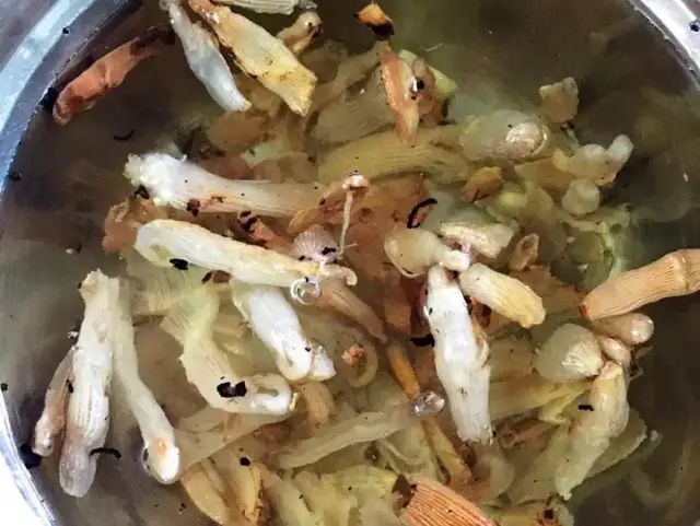 把 炒好的沙虫干用清水清洗一下,有漂浮物是正常的.