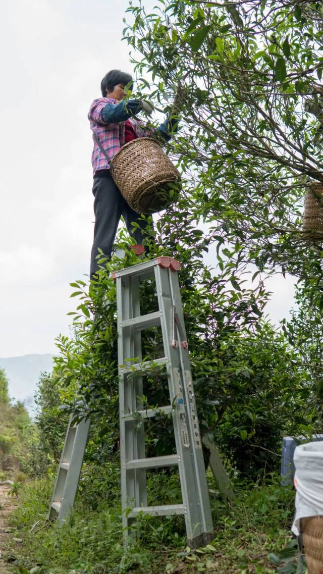 海底捞针,单丛名不虚传的典范