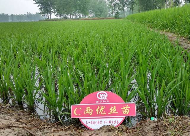 【爱种优选】 荃华种业 水稻种子 c两优丝苗