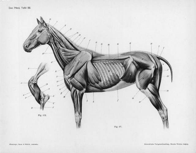 马的肌肉解剖图马儿结构与解剖知识点马素描结构图