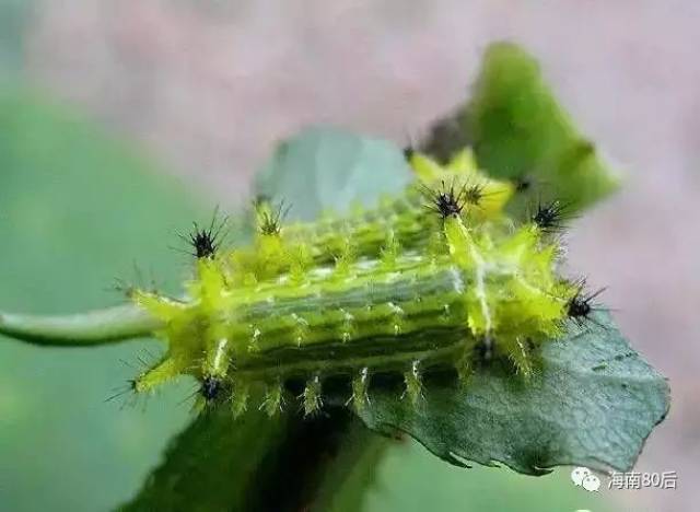 毛毛虫