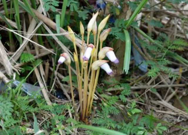 "芋菰草"实在从这个名字还是能判断出它终年以来是孤立的,在动物界中