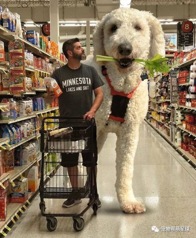 "美国男子晒自家巨型犬的照片,网友傻眼了.