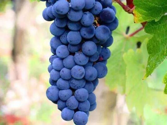 波尔多葡萄品种图片