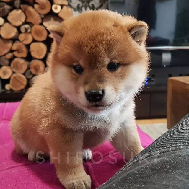 小奶柴有什么魔法,居然能赶跑我一天的坏心情,吸狗让我快乐!