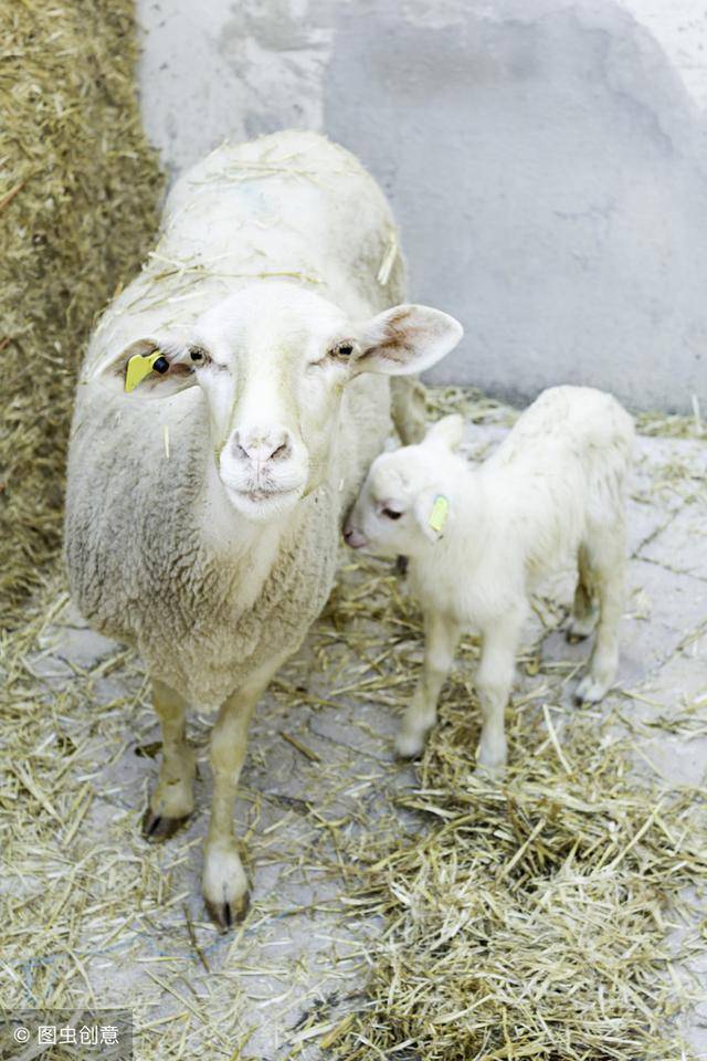母羊胎衣图片图片