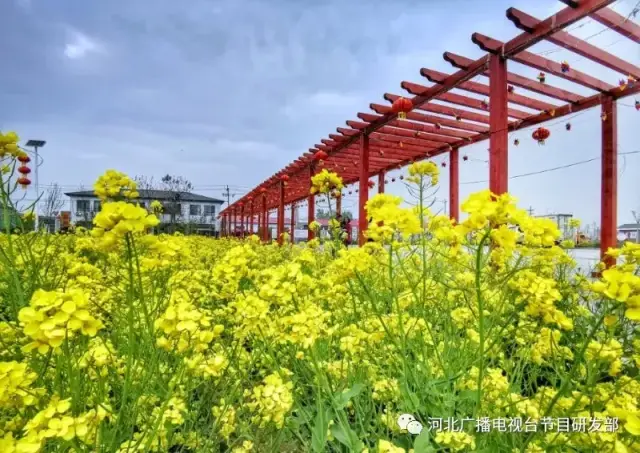 满目金黄 遍野飘香!安平油菜花正艳
