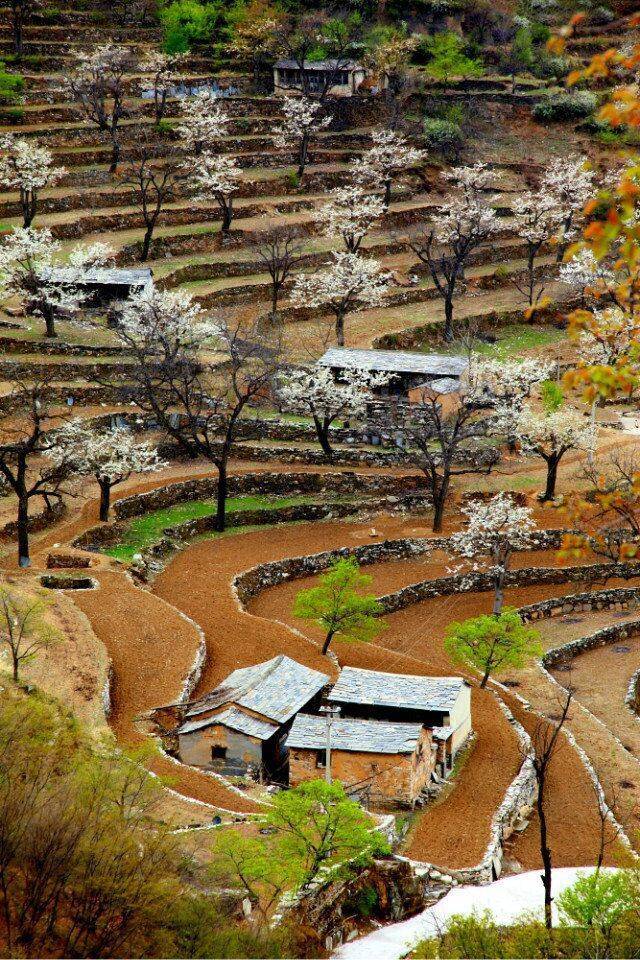 【山野户外】4月20日(周六)世外梨源杏黄--东沟--大滩梨花梯田一日