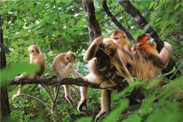 秦岭野生动物保护—金丝猴