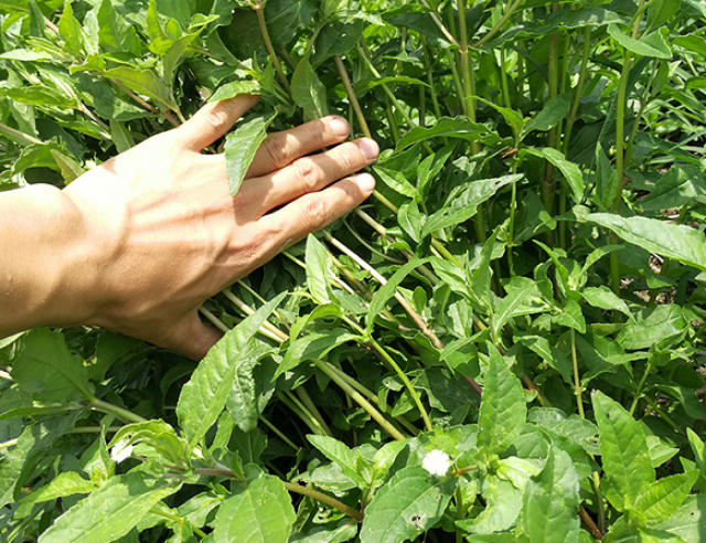 田边这野草人称墨水草取之可乌须发白发老翁很喜欢