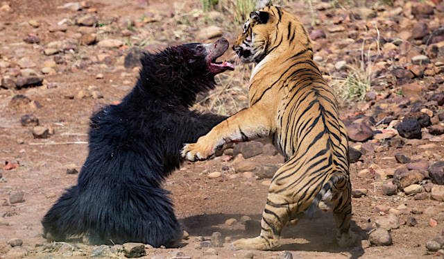 东北虎会趁黑熊贴秋膘时捕食它前提是黑熊要闹出动静吵到老虎