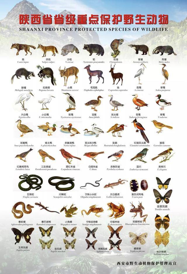 保护秦岭 | 维护生物多样性 保护秦岭大家园