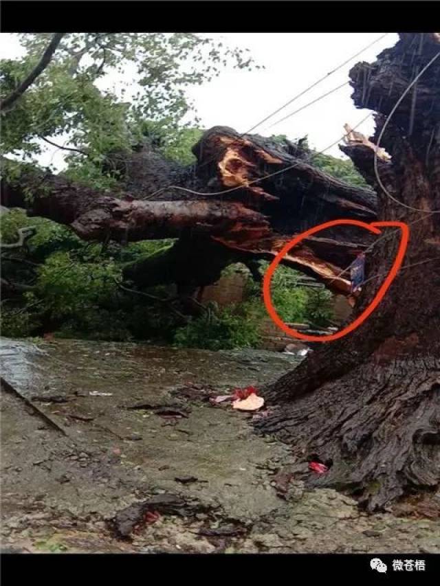 就发生在梧州新地,冰雹狂风暴雨袭击,400年大树吹断!