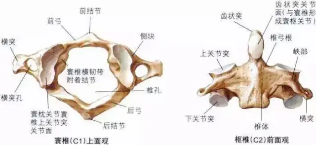 寰椎位置图图片