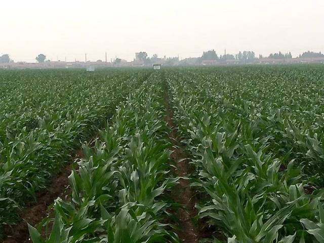 玉米平作宽窄行种植技术就是牛!