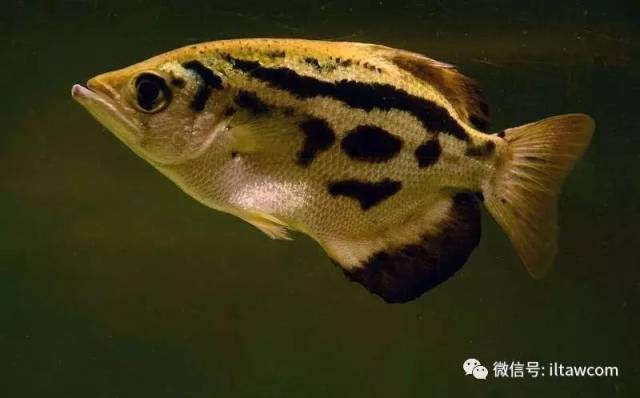 布氏射水鱼 toxotes blythii
