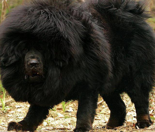 价值百万的藏獒现遭降价处理每只不到一万元