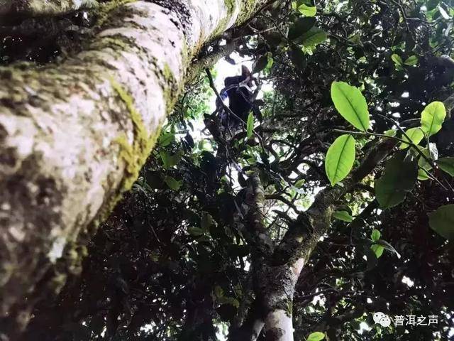 什么是乔木普洱茶
