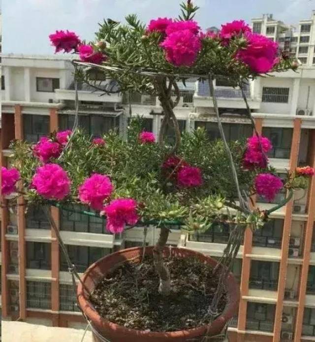 教你嫁接太阳花,做棵十色太阳树_手机搜狐网