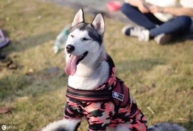 【宠爱】狗鼻子干就是生病,湿润就是健康?宠物