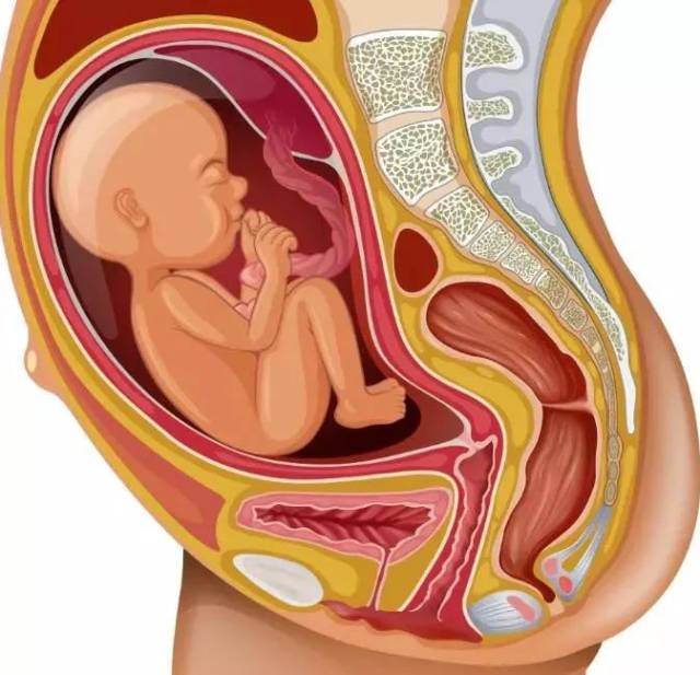 胎儿仰面位示意图图片
