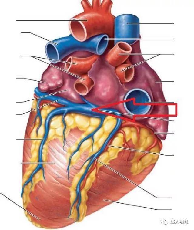 心脏解剖图冠状静脉图片