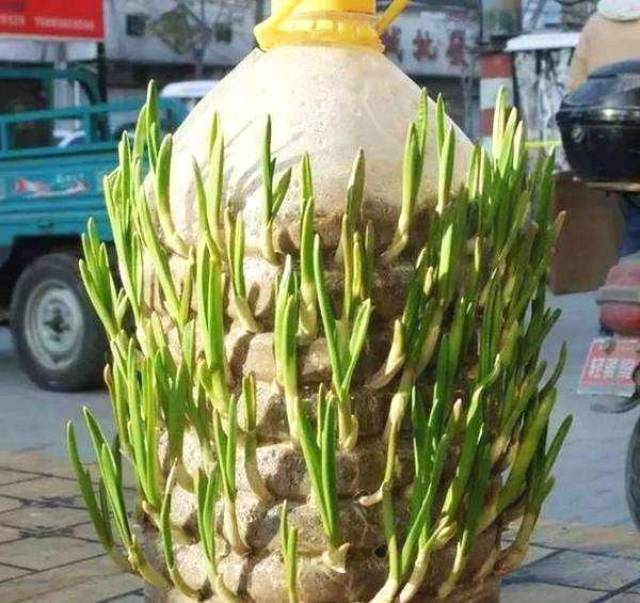 废弃的油桶既然还能种菜!放在阳台不占空间,还有吃不完的蔬菜