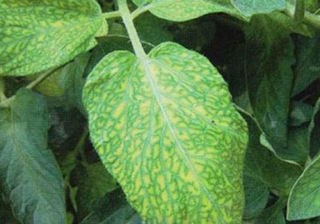 蔬菜缺锰怎么防治?正确识别蔬菜缺锰症状,及时补充锰肥