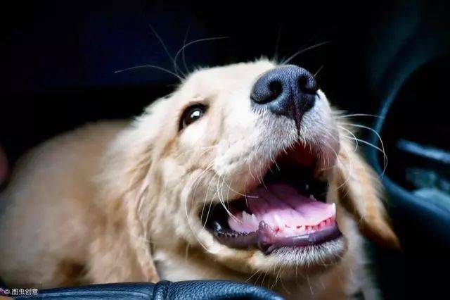 【宠爱】狗鼻子干就是生病,湿润就是健康?宠物