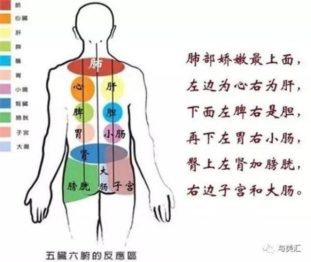 背部是以脊椎为中心的整个人体的全息缩影,人体的五脏六腑均可在背部
