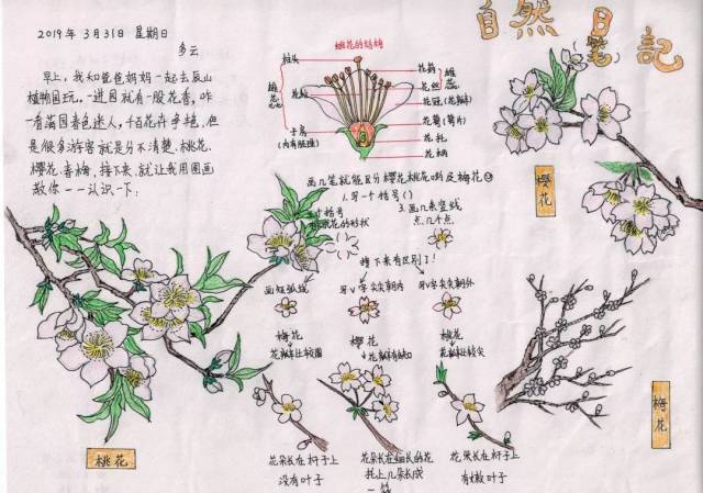 三年级植物梅花记录卡图片
