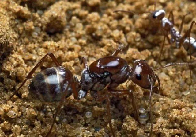 有动物能像龙一样喷火吗?