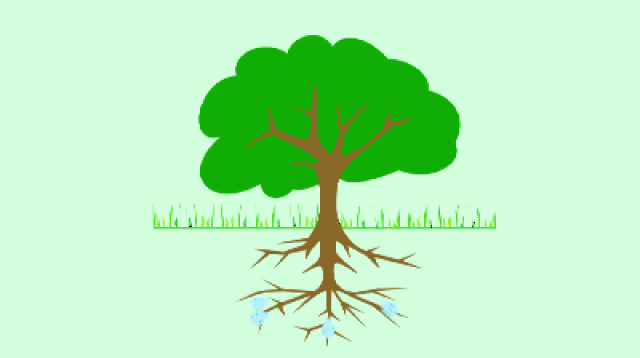 在我们生活中 也有很多毛细现象~ 1 大树从土壤中汲取水分 很多植物