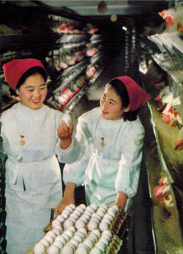 70年代朝鲜的现代化养鸡厂 朝鲜人民吃鸡不成问题