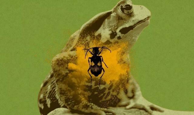 臭鼬 当受到威胁时会放屁 释放有毒化学物质 它们的屁威力很大 臭味沾