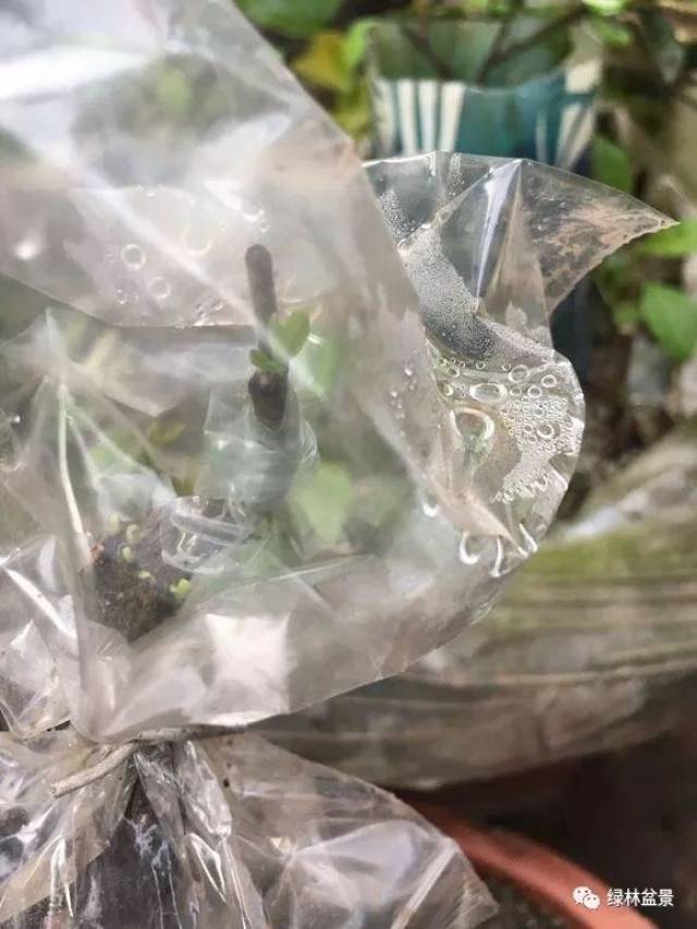 金弹子生桩来芽了现在能将套着的塑料袋去掉了吗