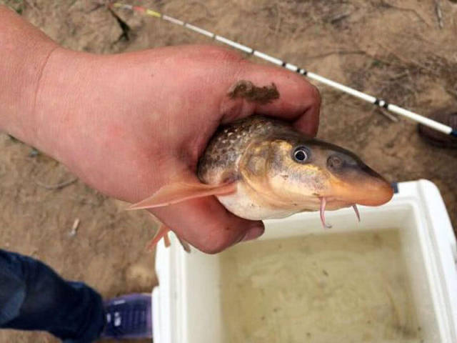 如金鳅,水密子,水米子,水鼻子,肥沱,尖头棒,麻花鱼,铜线鱼,退