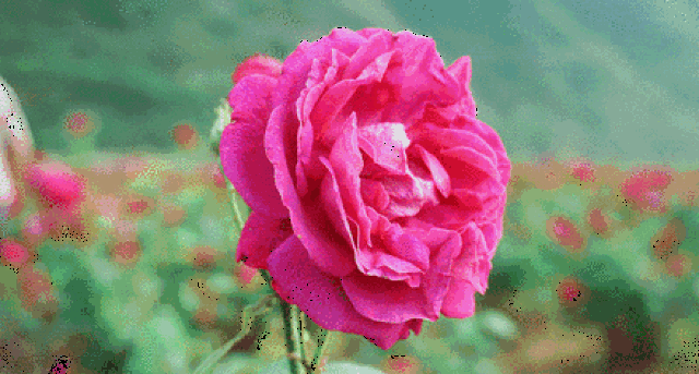 玫瑰花动图开放图片
